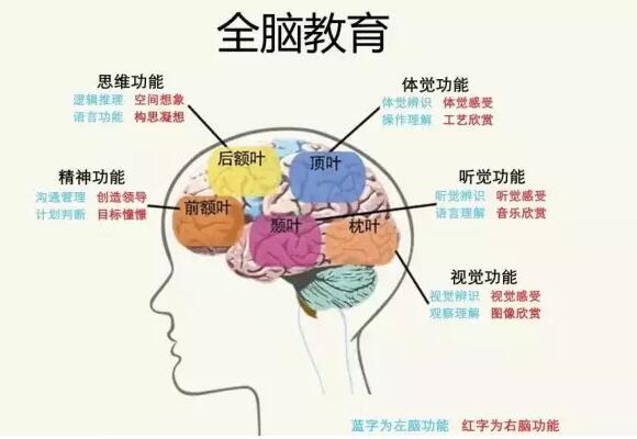 幼儿早期教育居然占右脑开发的95%
